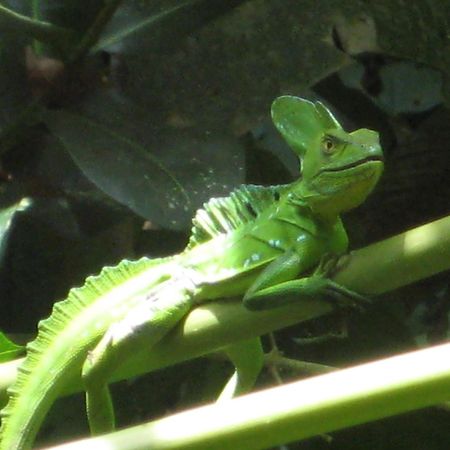 El Tucan Jungle Lodge Puerto Viejo de Talamanca エクステリア 写真