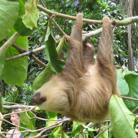 El Tucan Jungle Lodge Puerto Viejo de Talamanca エクステリア 写真