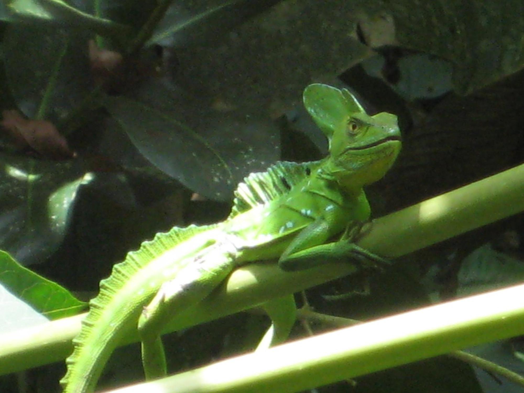 El Tucan Jungle Lodge Puerto Viejo de Talamanca エクステリア 写真