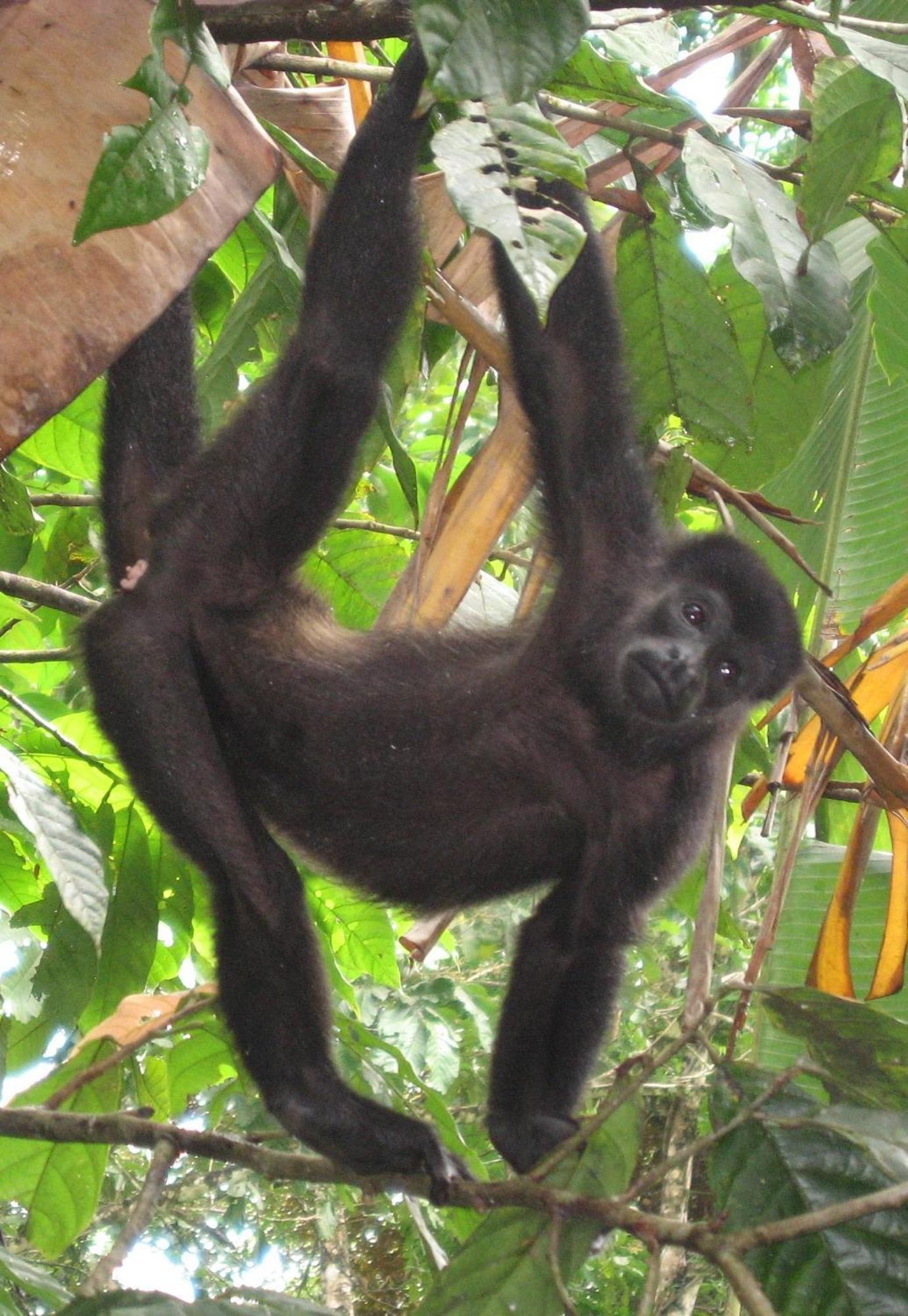 El Tucan Jungle Lodge Puerto Viejo de Talamanca エクステリア 写真