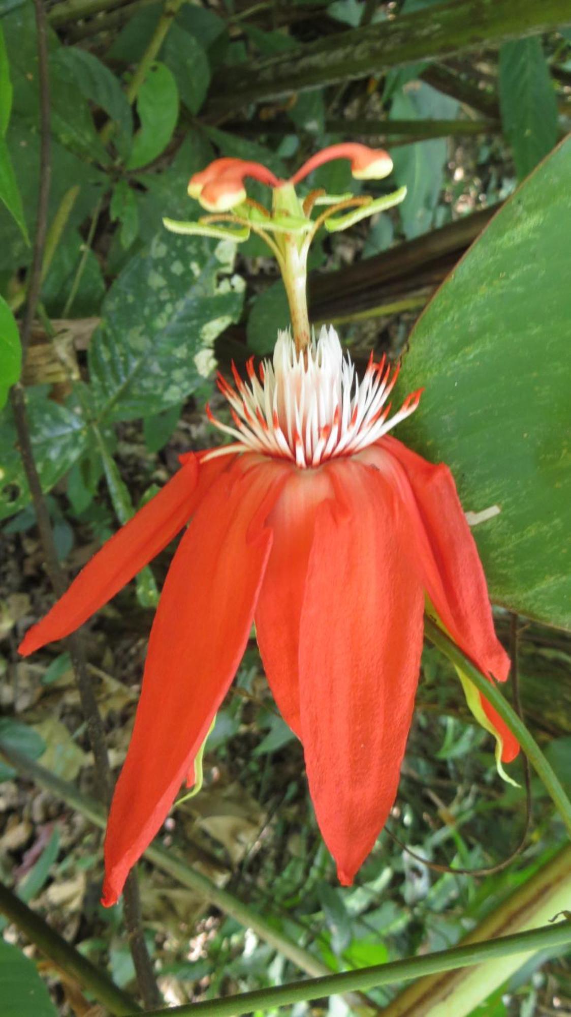 El Tucan Jungle Lodge Puerto Viejo de Talamanca エクステリア 写真