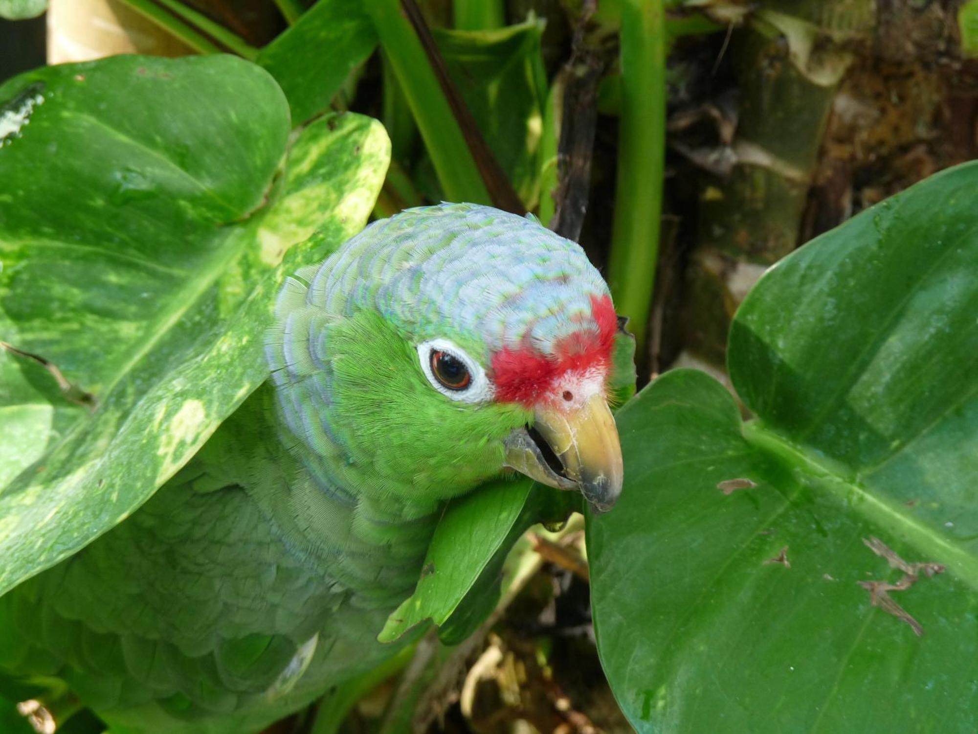 El Tucan Jungle Lodge Puerto Viejo de Talamanca エクステリア 写真