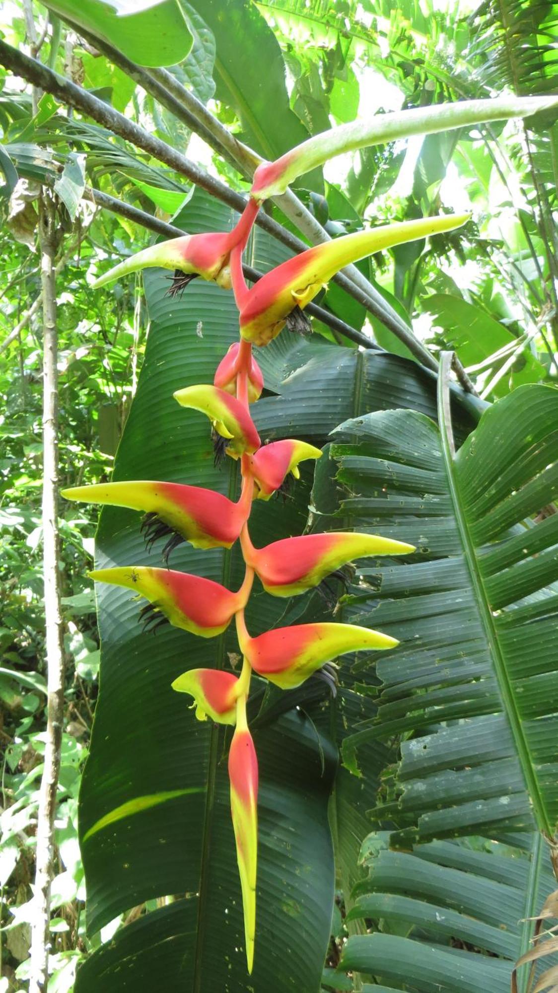 El Tucan Jungle Lodge Puerto Viejo de Talamanca エクステリア 写真