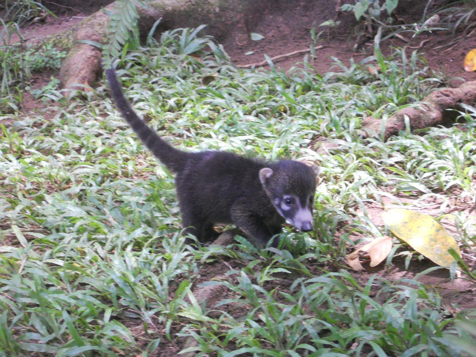 El Tucan Jungle Lodge Puerto Viejo de Talamanca エクステリア 写真