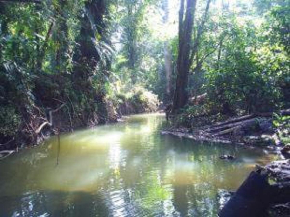 El Tucan Jungle Lodge Puerto Viejo de Talamanca エクステリア 写真